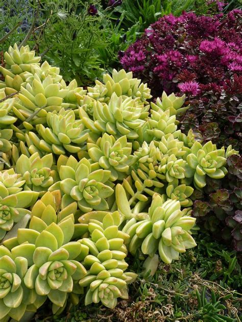 Sedum adolphi 'Lime Gold' (Golden Sedum) - World of Succulents ...