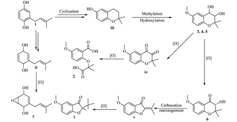 Scheme 1 Plausible biosynthetic pathway of 1-7 | Download Scientific Diagram