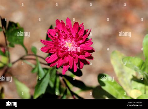 China aster or Callistephus chinensis or Annual aster monotypic genus ...