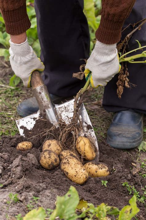 When and How To Harvest Homegrown Potatoes - Luxe Abode