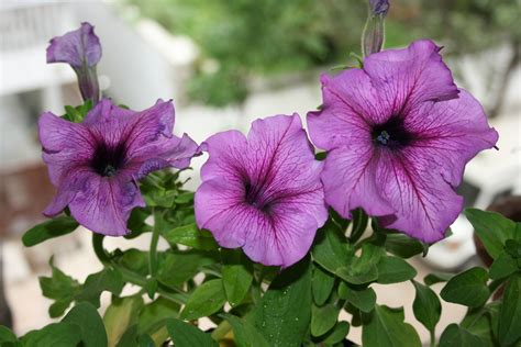 How to Care for Petunia | Garden Guides