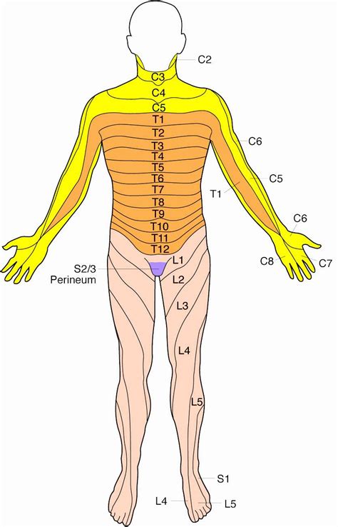 Lumbar Dermatome Distribution