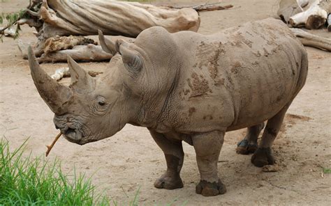 Rhino Enrichment! | Reid Park Zoo