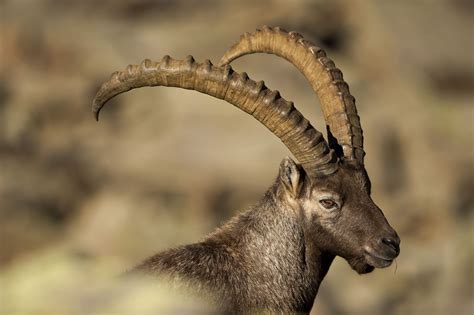 Steinbock - An isolated ibex long horn sheep close up portrait on the ...