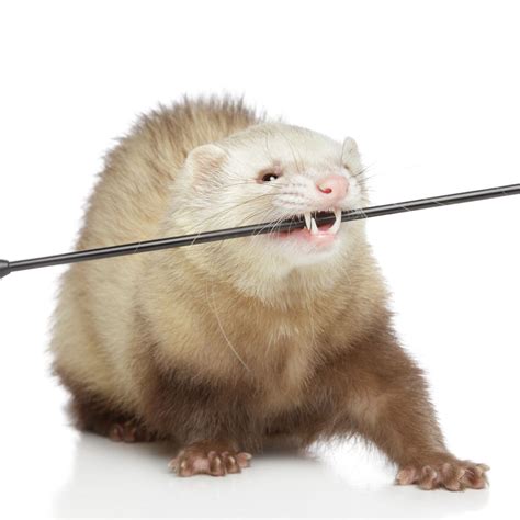 Ferret Animal Teeth