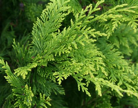 What is an Arborvitae? (with pictures)