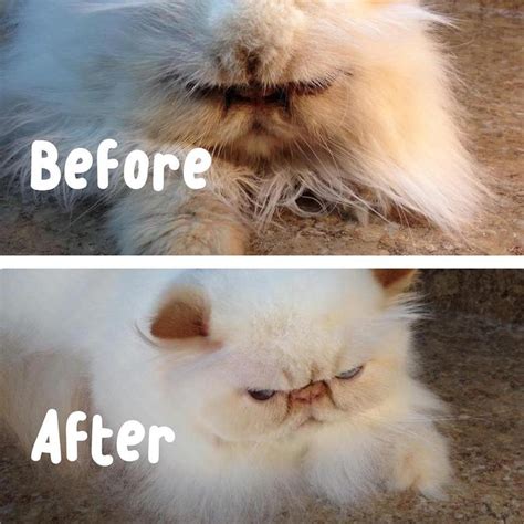 The Main Lion Cat Grooming Salon - CAT GROOMING PHOTOS Before and After