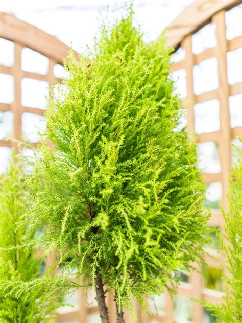 Growing Lemon Cypress Trees - Lemon Cypress Plant Care