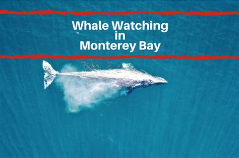 Monterey Bay Whale Watching