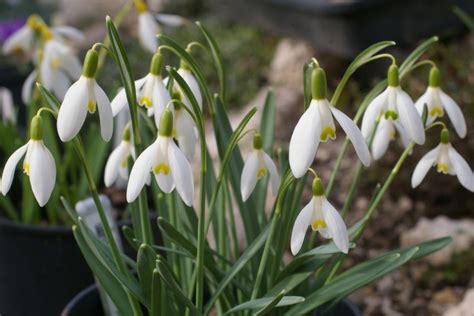 Snowdrop varieties worth growing in your garden