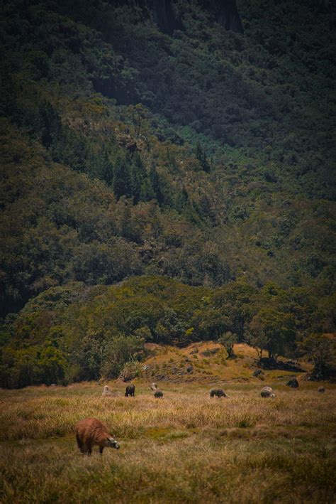 Cuenca National Park Cajas - Free photo on Pixabay - Pixabay