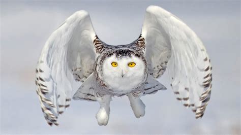 Snowy owl in flight - backiee