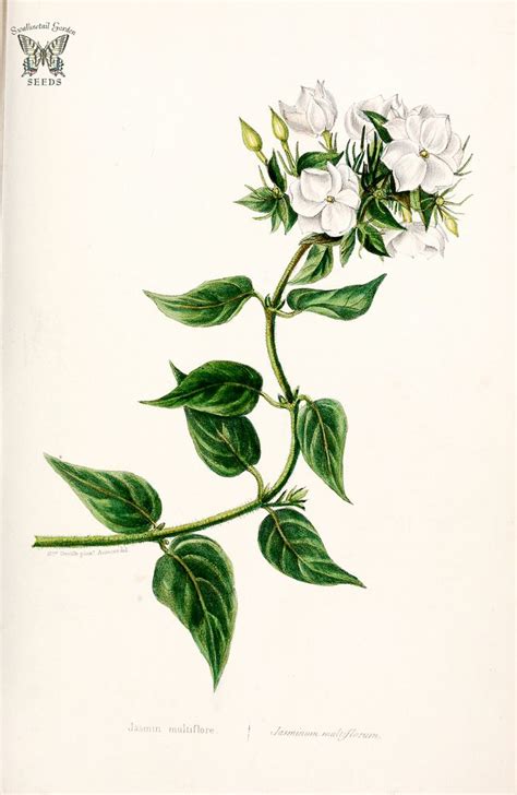 jasmine botanical illustration - ค้นหาด้วย Google | Vine drawing ...