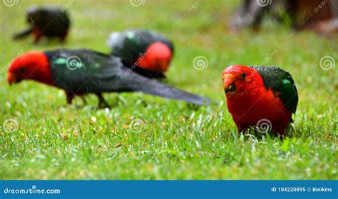 Male and Female King Parrots in the Rain Stock Image - Image of green, close: 104220895