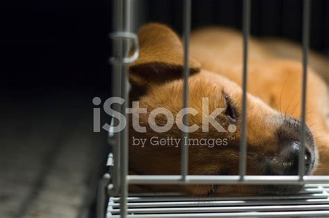 Brown Puppy Sleeping In Cage Stock Photo | Royalty-Free | FreeImages