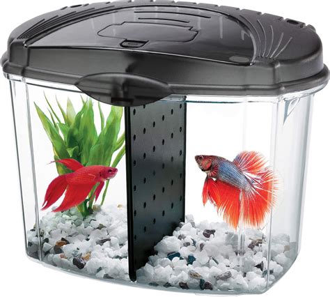 Best Tank for Betta Fish 2020