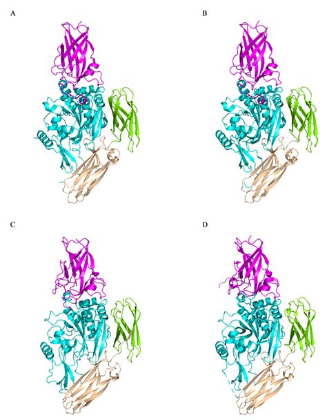 Opening up about Tissue Transglutaminase: When Conformation Matters ...