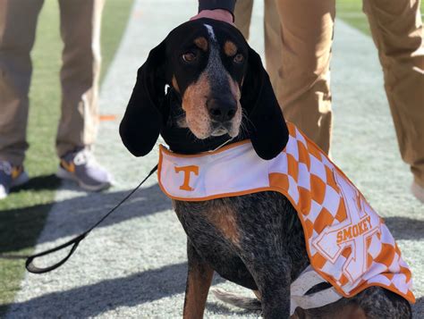 Celebrating Tennessee's Smokey on National Dog Day | Rocky Top Insider