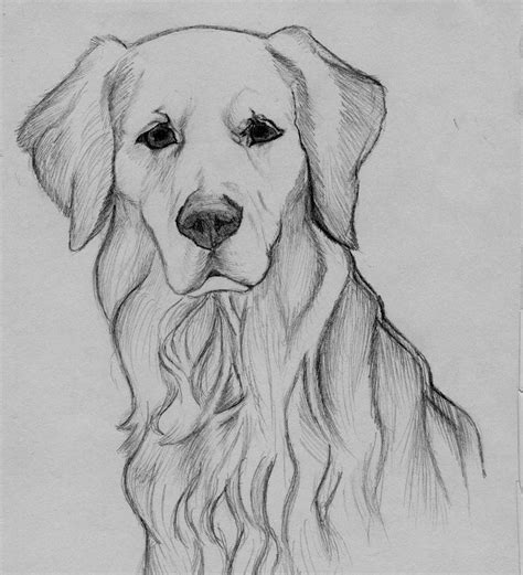 Golden Retriever sketch | Animal drawings, Animal drawings sketches, Golden retriever drawing