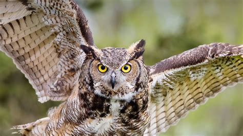 Owl | San Diego Zoo Animals & Plants Parrot Facts, Owl Facts, Wild Owl, Eurasian Eagle Owl, Owl ...