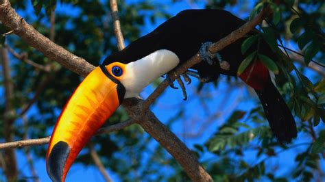 Toucan Wallpapers - Wallpaper Cave