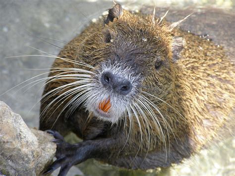 Nutria, Coypu - Eat The Weeds and other things, too