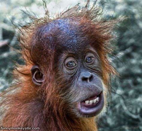 Having A Bad Hair Day - Funny Monkey Pictures