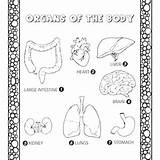 Human Body Organs Coloring Pages For Kids  sketch template