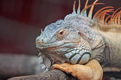 Free Stock Photo of Lesser Antillean iguana | Download Free Images and ...