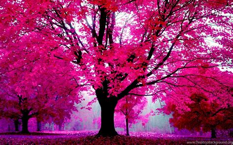 Pink Nature Trees Wallpapers - Wallpaper Cave