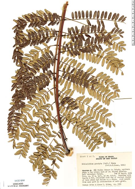 Schizolobium parahyba | Rapid Reference | The Field Museum