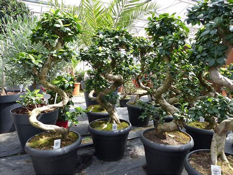 Ficus Microcarpa Ginseng Bonsai Pruning | AdinaPorter