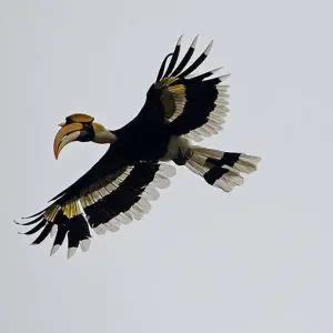 Great Hornbill - Facts, Diet, Habitat & Pictures on Animalia.bio