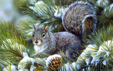 squirrels, Animals, Rodents, Art, Artistic, Nature, Wildlife, Winter ...