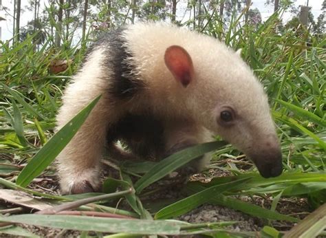 The Tamandua: A Unique Anteater and a Special Pet - PetHelpful