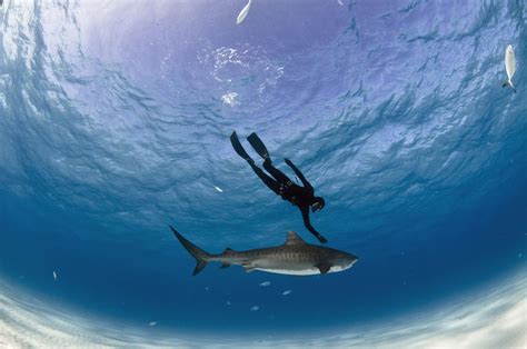 7 Kinds of Equipment for Freediving