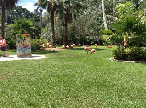 Sarasota Jungle Gardens Sarasota Jungle Gardens, Sunrise Florida, Florida Travel, Visiting, Trip ...