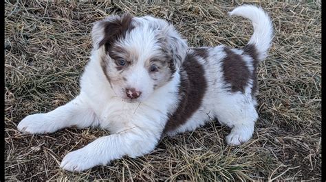 Puppies from birth to 6 weeks old! (Border Collie/Mini Aussie mix ...