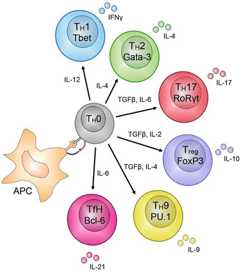 CD4+ TH – cell subset differentiation. CD4+ T cells show remarkable... | Download Scientific Diagram