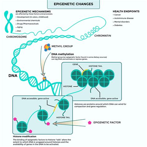 Epigenetic Testing: Studying More Than Your Genes