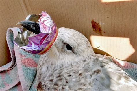 Shocking effects of plastic pollution shown by wildlife trapped in litter - Storytrender