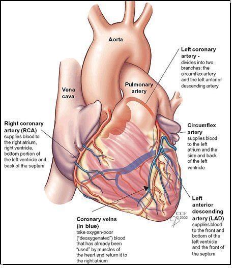 Myocardial Ischemia Symptoms – Medical Symptoms Guide