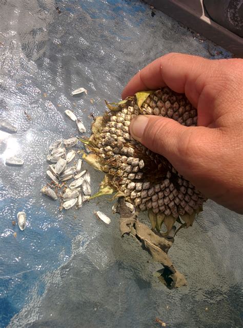 Seed Saving – Sunflower Seeds