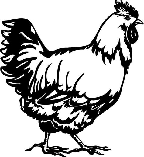 720x784 Graphics For Chicken Black And White Graphics | Black and white chickens, Black and ...