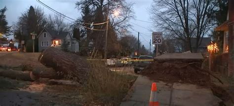 Beloved Portland tree falls during wind storm | Flipboard