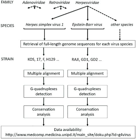 Example of virus classification in families, species and strains with ...