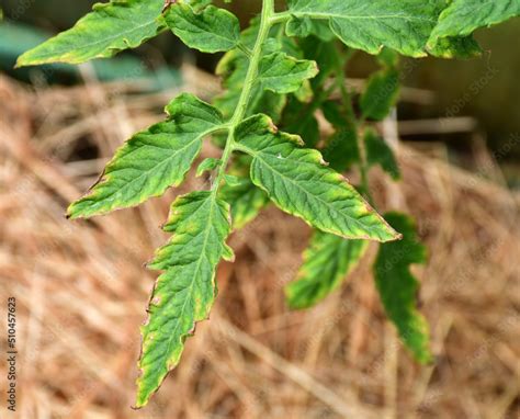 tomato leaf with yellow spots close-up. The natural texture of the leaf. Problems with organic ...