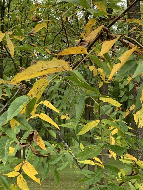 Why are my walnut trees dropping their leaves? | Purdue Extension Forestry & Natural Resources