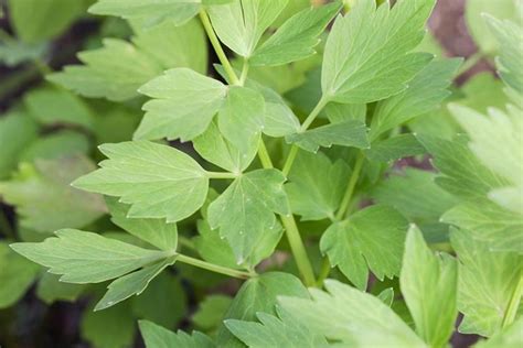 How to Grow and Use Lovage, An Uncommon Herb | Gardener's Path