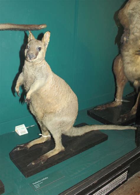 Toolache wallaby - Alchetron, The Free Social Encyclopedia